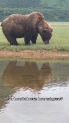 Brown Bear Enjoying Grass in the Wild