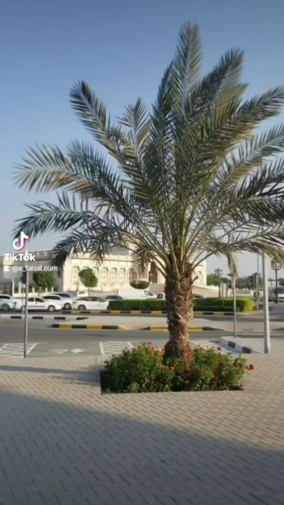 beautiful view of sharjah Quran roundabout