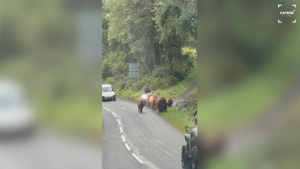 Crazy Moment Highland Cows Run Down Road