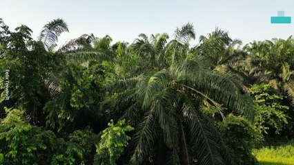 Spot the Orangutans on the Edge of Deforestation