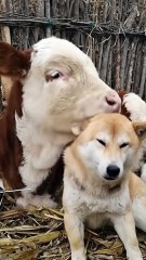 Unbreakable Bond ❤️ Dog and Calf’s Heartwarming Friendship | Emotional Animal Short