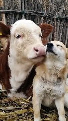 Unbreakable Bond ❤️ Dog and Calf’s Heartwarming Friendship | Emotional Animal Short