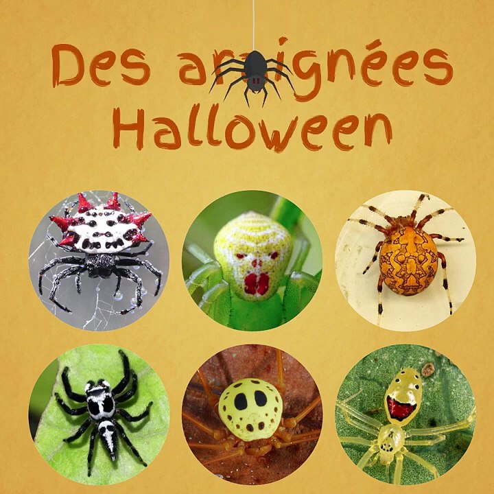 Des araignées d'Halloween  🎃 🕷️
