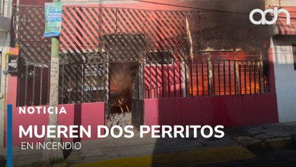 Tragedia en Venustiano Carranza, dos perritos mueren en incendio provocado por una veladora