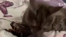 This Tiny Cat’s Night Routine Will Melt Your Heart ❤️ Good Night #cats #shorts #funny #funnycats #goodevening #goodnight #viralcats #cute #cutecats #fyp