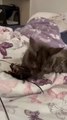 This Tiny Cat’s Night Routine Will Melt Your Heart ❤️ Good Night #cats #shorts #funny #funnycats #goodevening #goodnight #viralcats #cute #cutecats #fyp