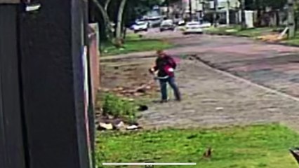 Cachorro ferido por roçadeira reencontra tutora e jardineiro é indiciado por maus-tratos em Curitiba; vídeo