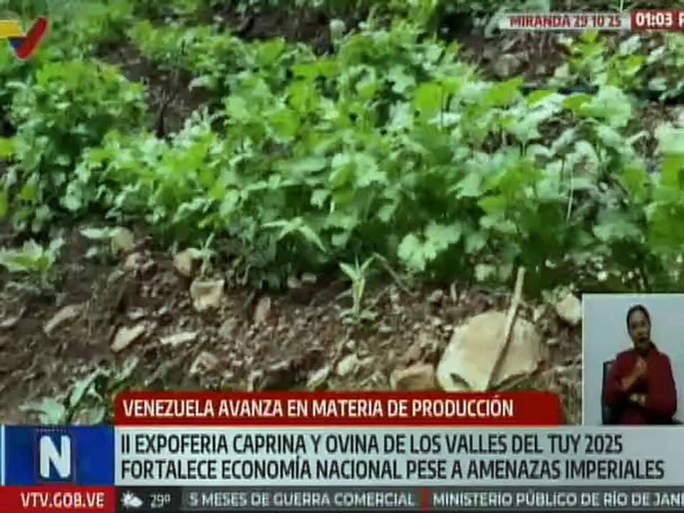 Miranda | Fortalecen la economía nacional en Los Valles del Tuy con II Expoferia Caprina y Ovina