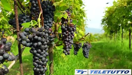 Video News - Lombardia terra di vino