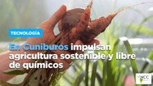 En Cuniburos impulsan agricultura sostenible y libre de químicos