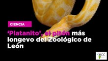 ‘Platanito’, el pitón más longevo del Zoológico de León”