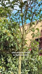 Gualtieri - Sopralluogo in via Pisino, nel V Municipio.. (30.10.25)