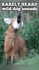 watch till the end, Ranking Wild canine sounds