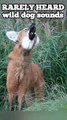 watch till the end, Ranking Wild canine sounds