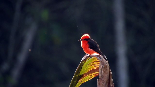 Os animais mais fofos do mundo N•