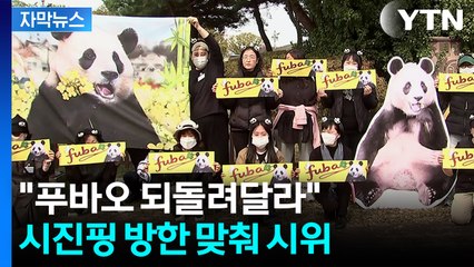[자막뉴스] "푸바오 돌아왔으면"...시진핑 방한에 거리로 나온 동물단체 / YTN