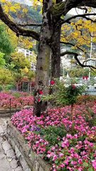 Mountain 🏔️ flowers 💐🌹 and 🌊 of water