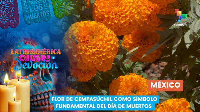 Flor de Cempasúchil como símbolo fundamental del Día de Muertos - Latinoamérica: Cultura y Devoción 30-10-2025