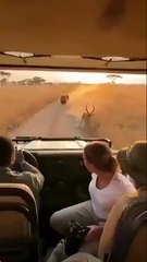 broken jump into a tourist car that was being chased by a group of lions