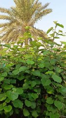 Nepali Village Life 🌾 | Simple Life with Nature | Samundra Travels