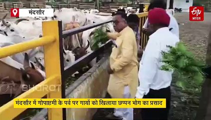 मध्य प्रदेश में गौमाता की सेवा, देसी गुड़ लड्डू से लेकर मीठा दलिया, गायों को 56 भोग खाते देखा क्या