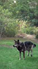 after being marked by alpha💖(telegram@linkeex)