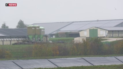 Grippe aviaire : l'inquiétude monte chez les éleveurs français