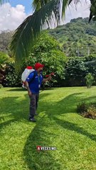 Como eliminar Hormigas y mosquitos