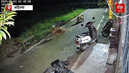 शिर्डीत बिबट्यांचा मुक्त संचार! साई बिरोबानगर परिसरातील नागरिकांमध्ये भीती