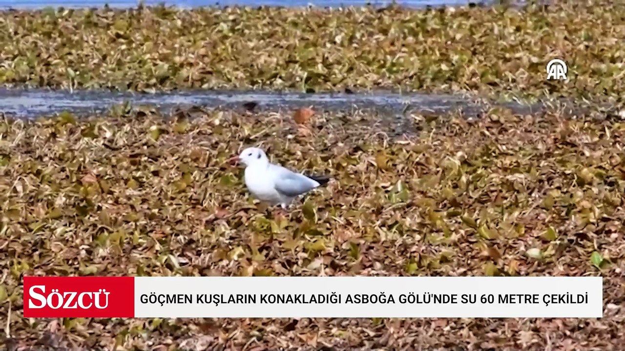 Göçmen kuşların konakladığı Asboğa Gölü'nde su çekildi