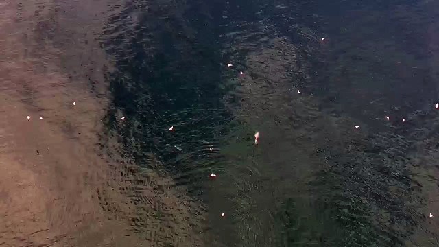 Sinop’ta sürü halinde dolaşan yunuslar görüntülendi