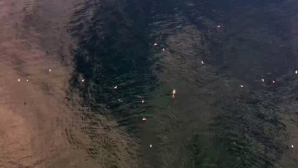 Sinop’ta sürü halinde dolaşan yunuslar görüntülendi