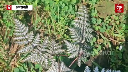 मेळघाटात सीतेची मेहंदी; आदिवासी संस्कृतीत 'नॅचरल टॅटू', पाहा व्हिडिओ