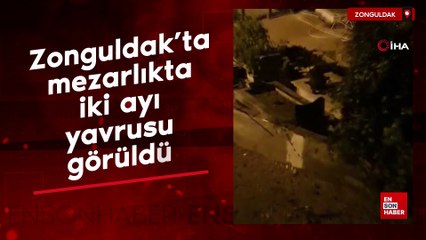 Zonguldak’ta mezarlıkta iki ayı yavrusu görüldü