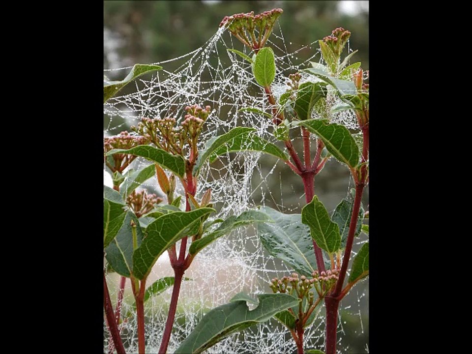 Toiles d'araignées