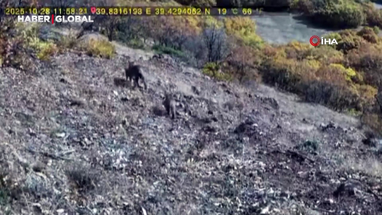 Yer Tunceli: Ormanın hayaleti bu sefer avlanırken yakından görüntülendi!