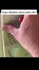 Akıllara durgunluk veren olay! Kapı zilini söktü, yüzlerce hamamböceği karşısında küçük dilini yuttu