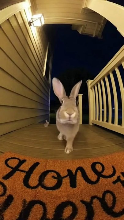 Rabbit Clings To The Doorbell Funny Cute Moments!