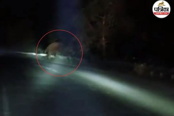 सूरजपुर में 11 हाथियों का दल