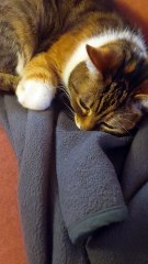 💤 “While Everyone Celebrates Halloween… This Cat Just Sleeps! 😂#cat #shorts #catshorts #funnycats #funnyanimals #Viralcats #cutecats #cuteanimals #dailymotioncats #trending #fyp