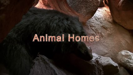Documental - Hogar de animales - 💔 Rescatados del Olvido: La Increíble Vida en los Hogares de Animales (DOCUMENTAL)