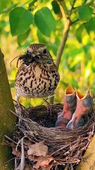 Cuckoo Chick Pushes Out Older Nest Mate