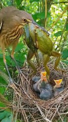 Cuckoo Chick Pushes Out Older Nest Mate