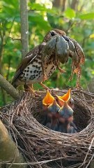 Cuckoo Chick Pushes Out Older Nest Mate