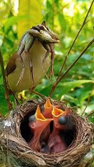 Cuckoo Chick Pushes Out Older Nest Mate