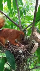 Cuckoo Chick Pushes Out Older Nest Mate