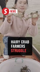 Too hot to handle: China's hairy crab farmers struggle after brutal summer