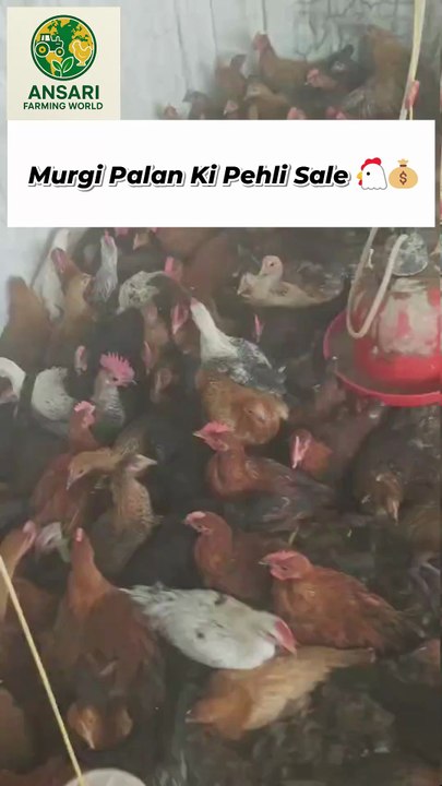 Murgi Palan Ki Pehli Sale 🐔💰 | Desi Murga Business Success Story | Poultry Farming India #anas