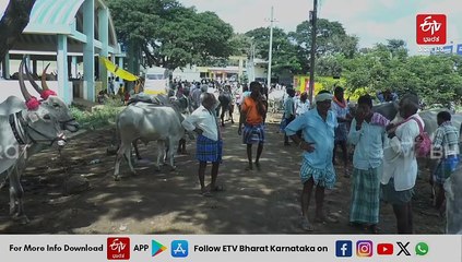 ಹಾವೇರಿಯಲ್ಲಿ ಬಾರದ ಬೆಳೆ; ಎತ್ತುಗಳ ಮಾರಾಟಕ್ಕೆ ಮುಂದಾದ ರೈತ: ಮಾರುಕಟ್ಟೆಯಲ್ಲಿ ಎಷ್ಟಿದೆ ಗೊತ್ತೇ ಬೆಲೆ?