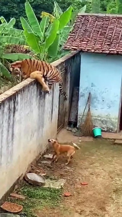 Animals Survive in Extreme Environments